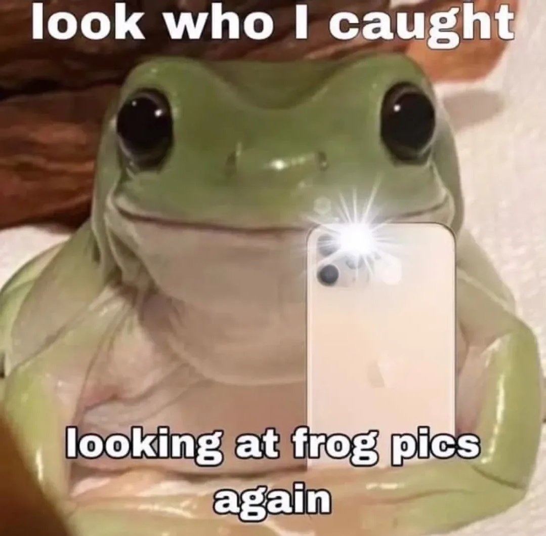 nocontextfrogs's tweet photo. https://t.co/5c828F0gf9