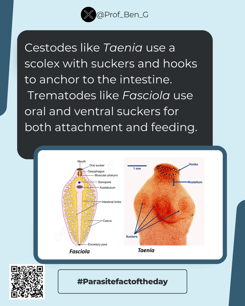 Prof_Ben_G's tweet image. Parasite Fact of the day
Cestodes (Taenia) use a scolex with suckers &amp;amp; hooks to anchor and absorb nutrients through their surface.
Trematodes (Fasciola) use oral &amp;amp; ventral suckers for both feeding and attachment.
Different organs, same goal, survival!
#ParasiteWatch #Parasitology
