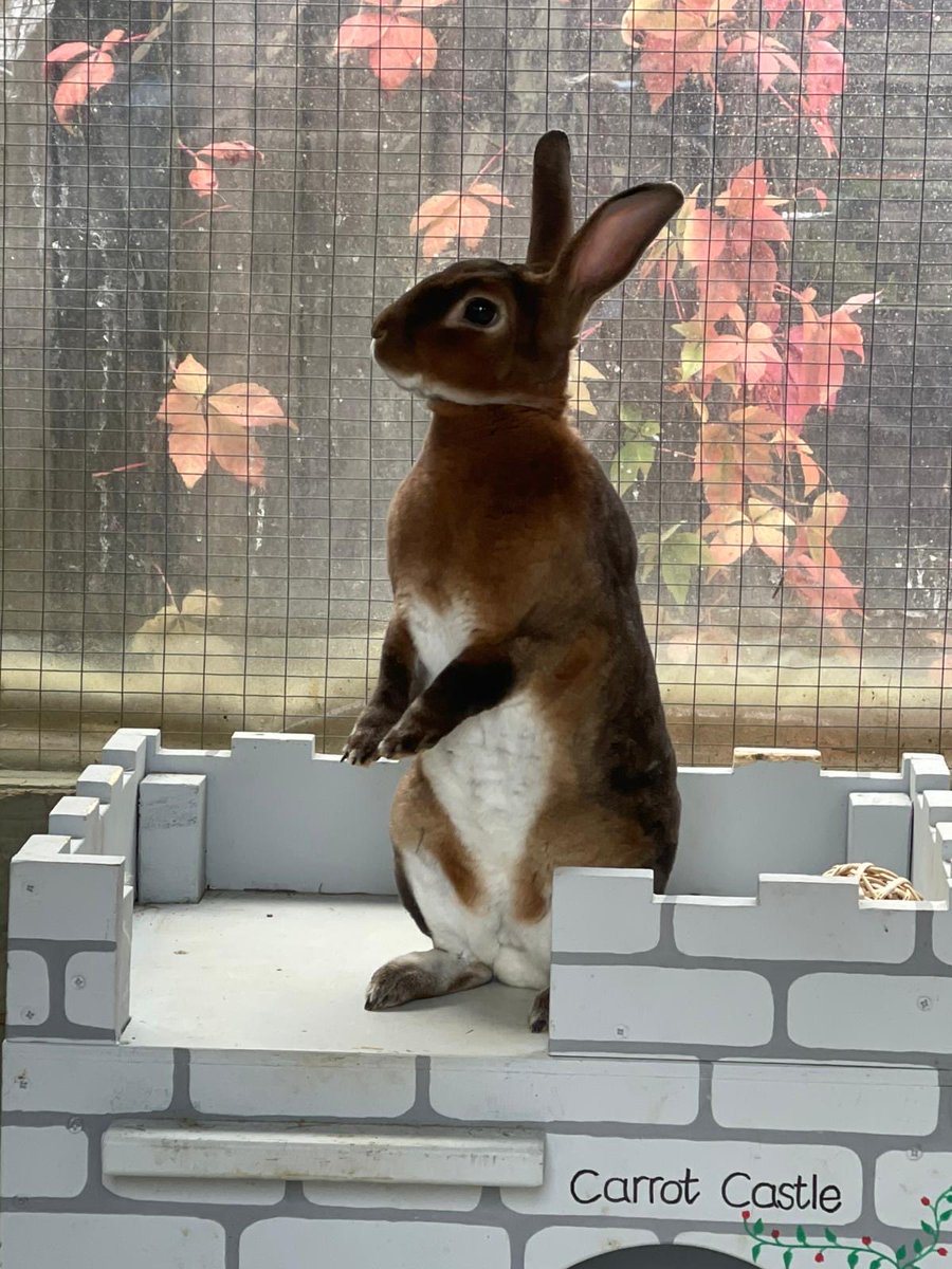 Here are the ways you can help the bunnies if you wish…..

paypal.me/carrotcottagerr

ko-fi.com/carrotcottager…

hopflopandroll.co.uk/products/myste…

Bank 
Carrot Cottage Rabbit Rescue 
40-16-15
94395743

Buy yourself some merch 

jjrabbithouse.com

wildaboutbunnies.co.uk/collections/ed…

With the last