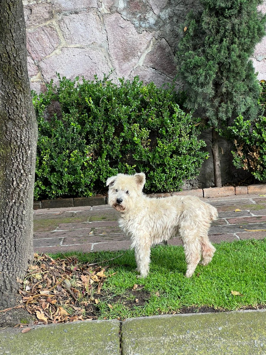 ACHEcolonos's tweet photo. Está este perrito muy desorientado, en B del Secreto, casi esquina con Belén. Si alguien lo reconoce favor de avisar a su familia o si lo pueden resguardar en lo que aparecen sus dueños.
#LostDogsHerradura https://t.co/c3bYnwzzcm