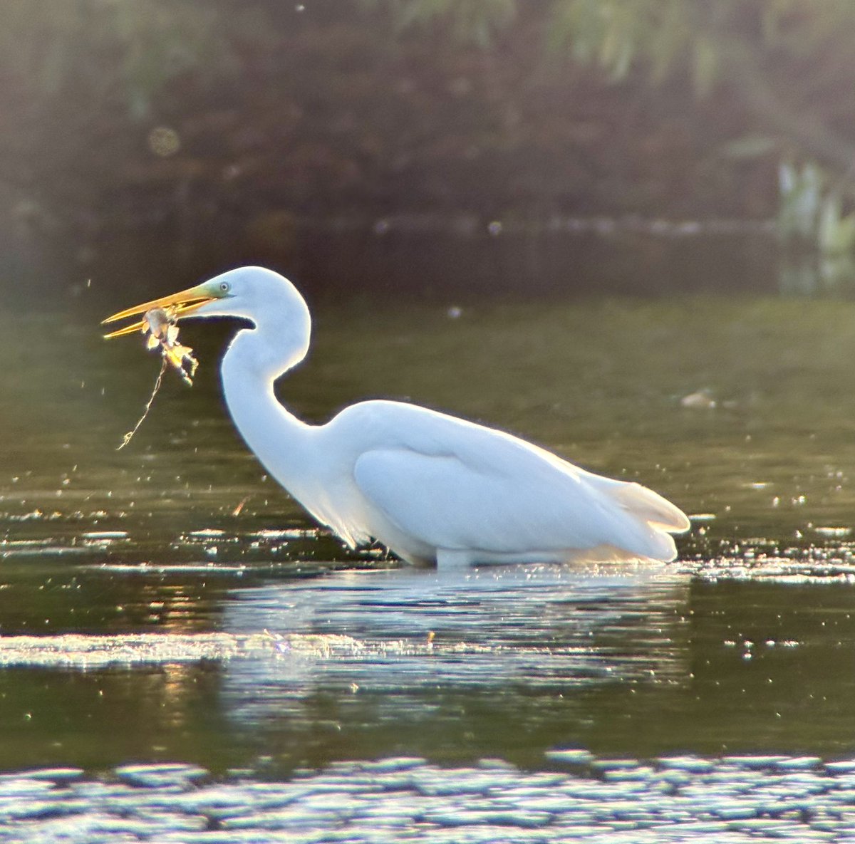 Whoopers again at Castle Howard today this time 6 adults. The Great Egret also posing nicely in the sunshine <a href="/YorkBirding/">York Birding</a>