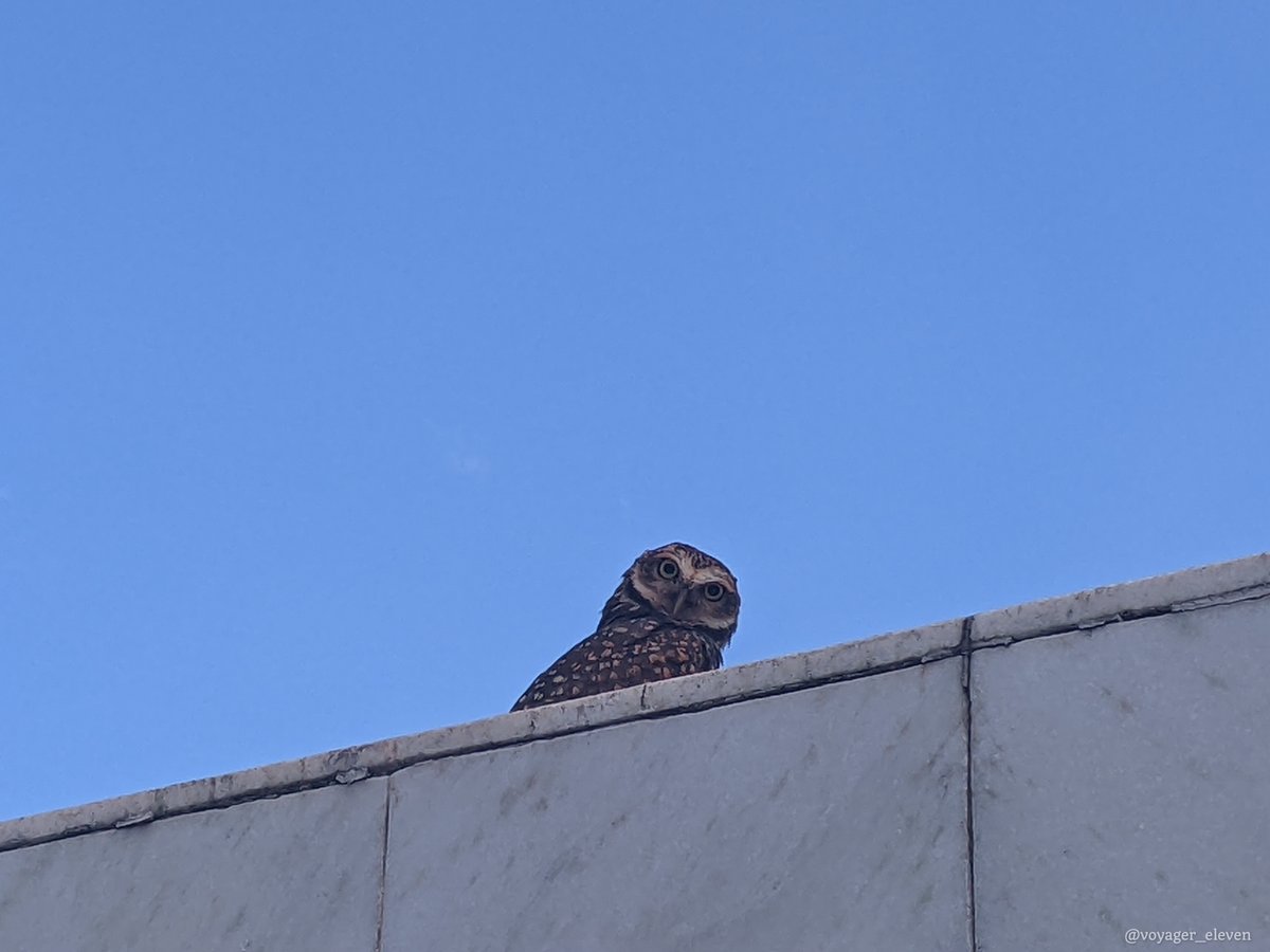 voyager_eleven's tweet photo. The Templo da Boa Vontade in Brasília is a very odd institution. Inside, it has a curious collection of art and artefacts, and fuses the styles of different religions into some sort of syncretic blend. It even had owls outside nesting on its grounds, adding to the Occult aura. https://t.co/zVGY8qJN0J