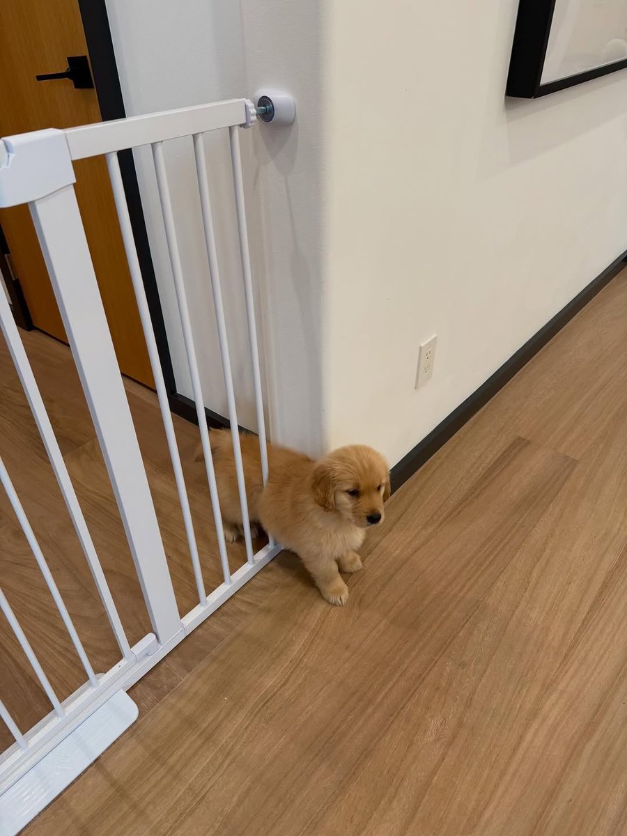 dog_rates's tweet image. This is Bear. He got stuck in the gate for the third time this week. Can't believe this keeps happening. Still 12/10