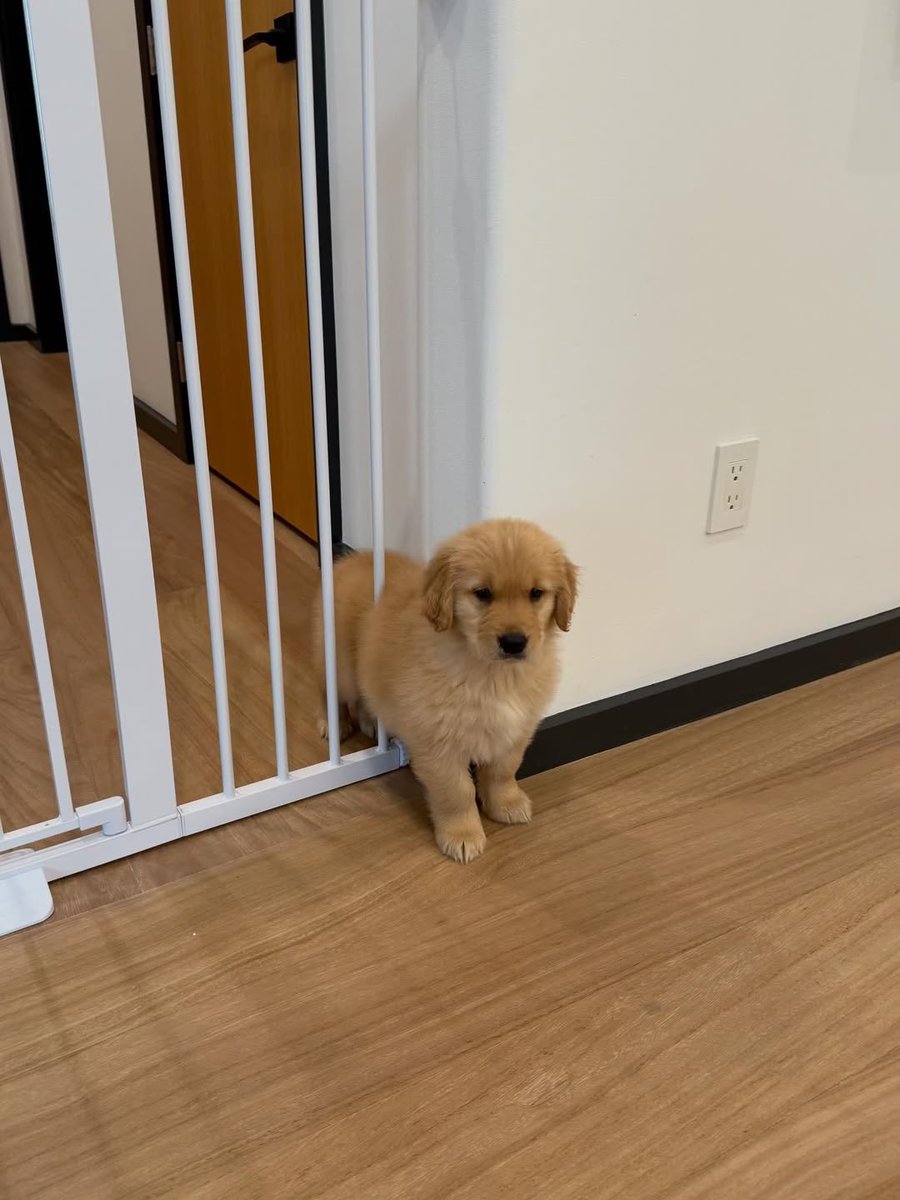 dog_rates's tweet image. This is Bear. He got stuck in the gate for the third time this week. Can't believe this keeps happening. Still 12/10