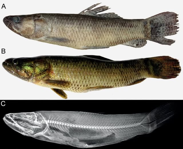 Felipe Alonso🇦🇷⭐️⭐️⭐️ tweet media