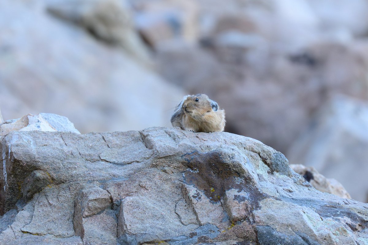 b_nelson_photo's tweet photo. North American Pika. I never get tired of watching these guys.
#wildlifephotography #pika #Utah #uintamountains https://t.co/QXoj8w3uee