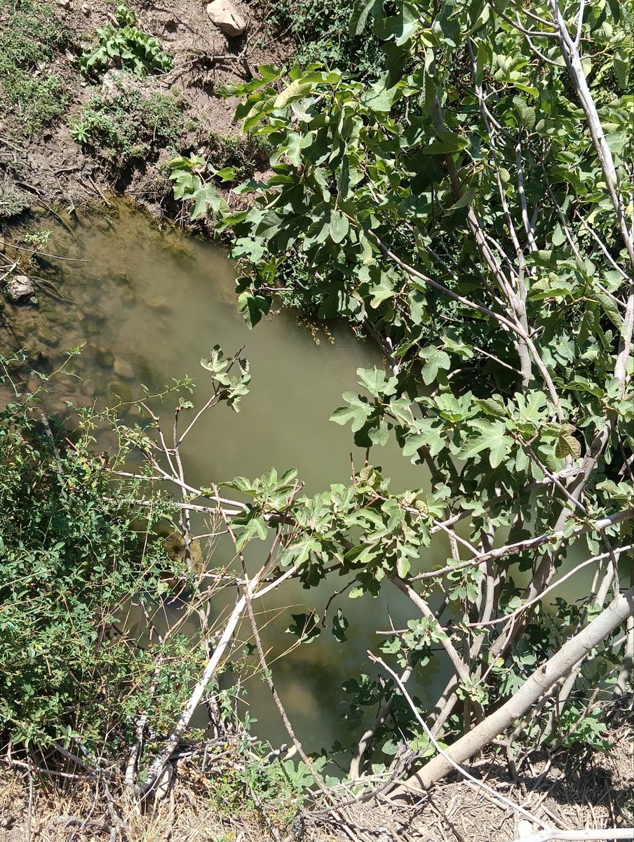 عشوائيات اليوم