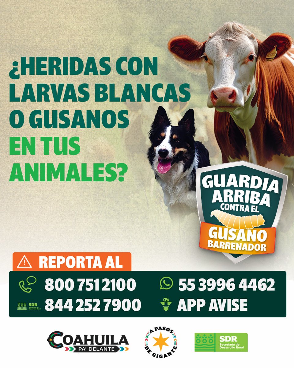 ¿Heridas con larvas blancas o gusanos en tus animales?
¡Repórtalo!
📞 800 751 2100
📞 844 252 7900
📱 WhatsApp: 55 3996 4462
📲 App: AVISE CPA
#GuardiaArriba contra el #GusanoBarrenador
#CoahuilaPaDelante #APasosDeGigante
