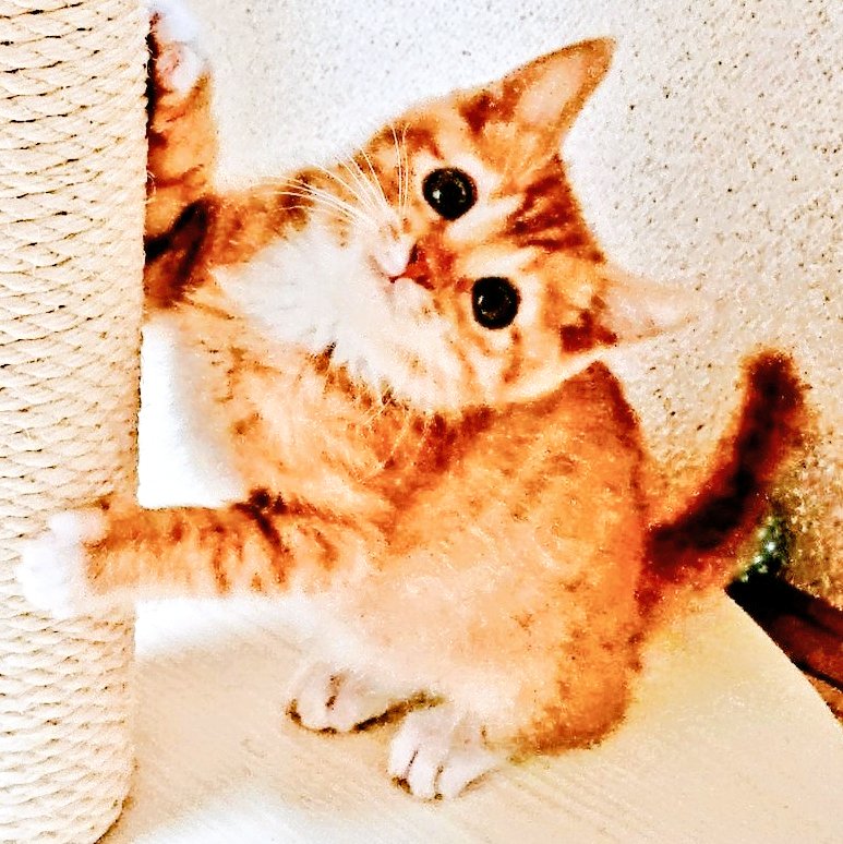 shizuyo55's tweet image. #みらい動物病院
みらいペットホテル、沢山の方からアドバイスやご希望を伺い大幅にシステム、料金を変更しました。気が付かなかった点も教えて頂き本当に参考になりました。ありがとうございます🙏✨収益は経費を除き全て保護ちゃんに充当しています😹😀
#みらいペットホテル