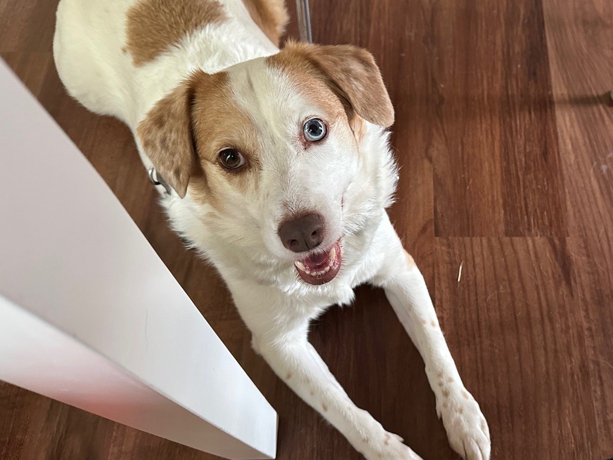 Kimberly H. felt an instant connection when she met Rhea at the Humane Society of Chittenden County in Vermont. Her adoption is a shining example of #TheRescueEffect. When you help one, you help many! Find a participating shelter: aspca.org/therescueeffect 🧡