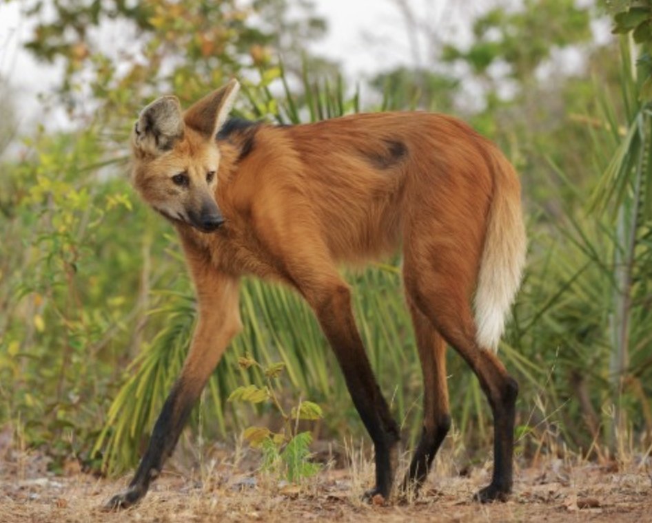 voyager_eleven's tweet photo. The Maned Wolf has become an icon of Brasília. This fox-like creature with long spindly legs lives on the cerrado plains of central Brazil, and is featured in all sorts of artwork and graffiti around the city. https://t.co/nH3HdfzEf6