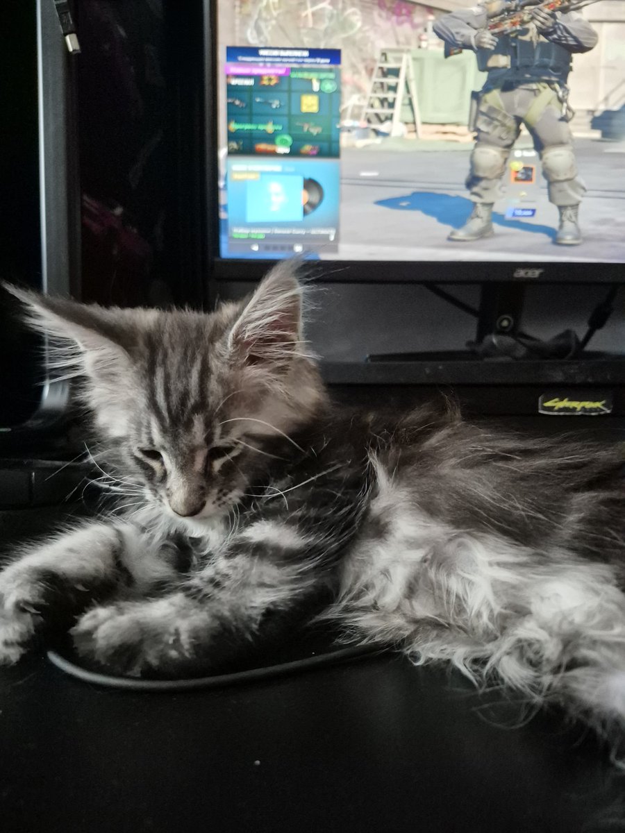 I’ve just got myself a little helper 🐾