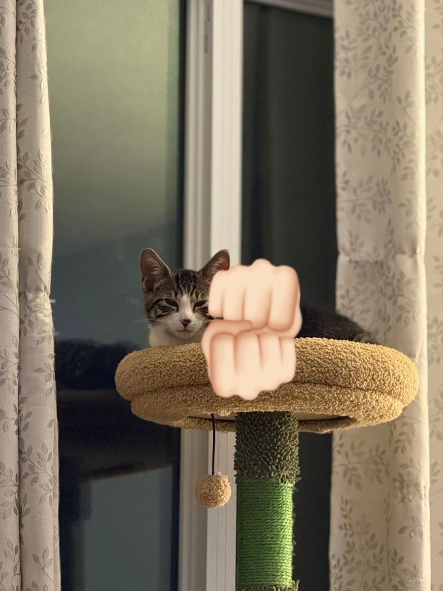 Catsillyness's tweet photo. https://t.co/IZxkSjV8DQ