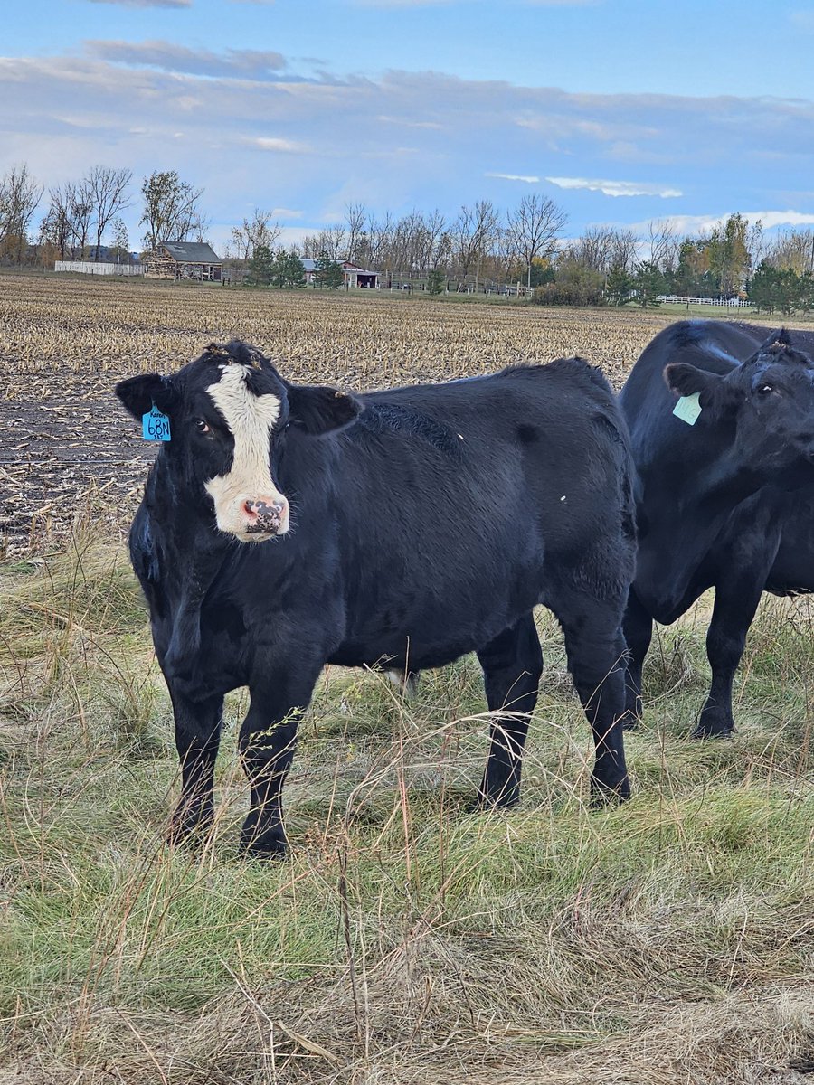 Another angus sired steer. Sim x cow. Should push down the scale
