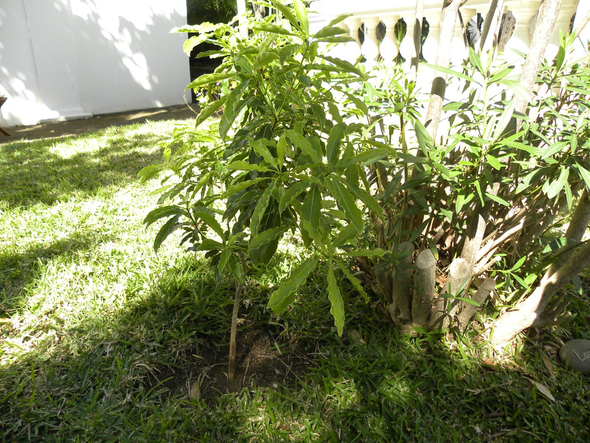 CRCLRM's tweet image. À l’occasion de la Semaine européenne du développement durable, la chambre régionale des comptes de La Réunion met à l’honneur les richesses naturelles qui cohabitent dans le jardin du château Lauratet.