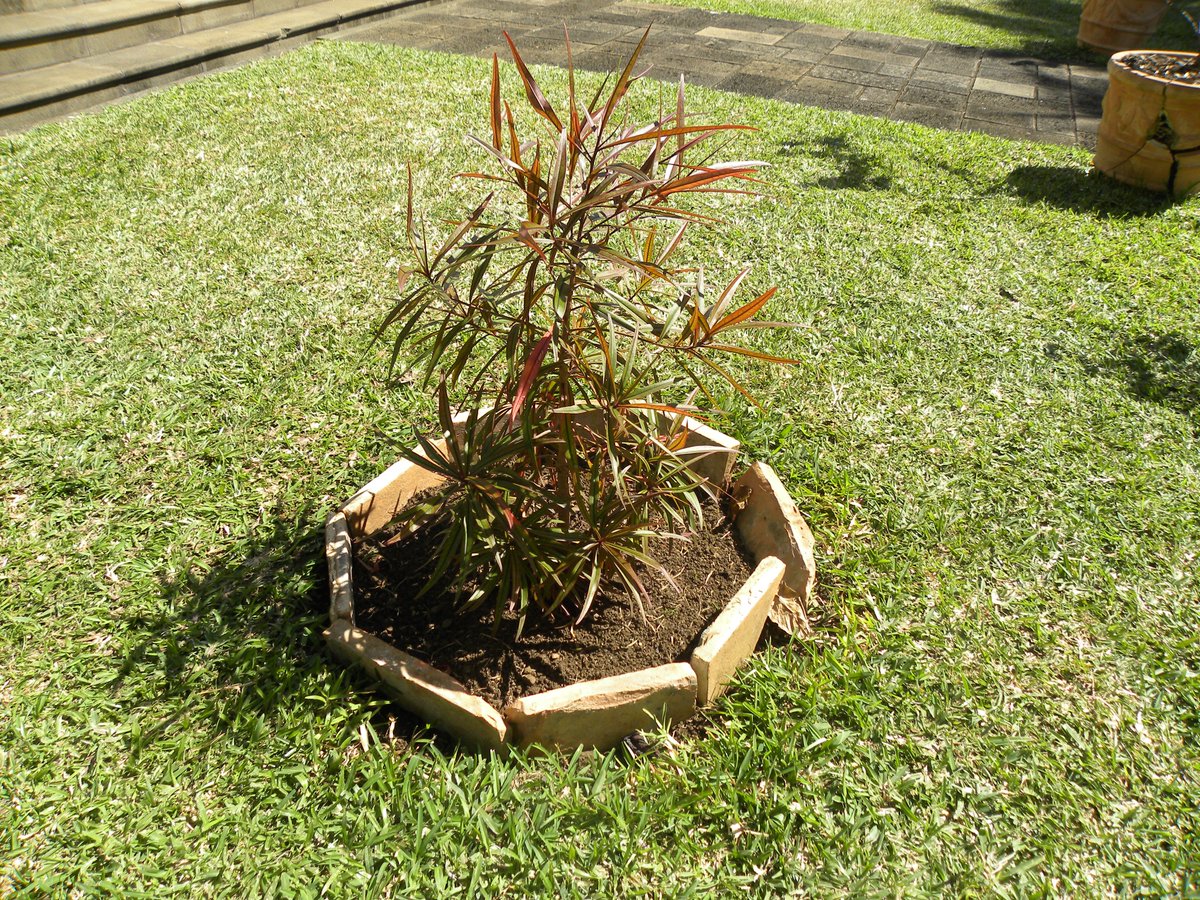 CRCLRM's tweet image. À l’occasion de la Semaine européenne du développement durable, la chambre régionale des comptes de La Réunion met à l’honneur les richesses naturelles qui cohabitent dans le jardin du château Lauratet.