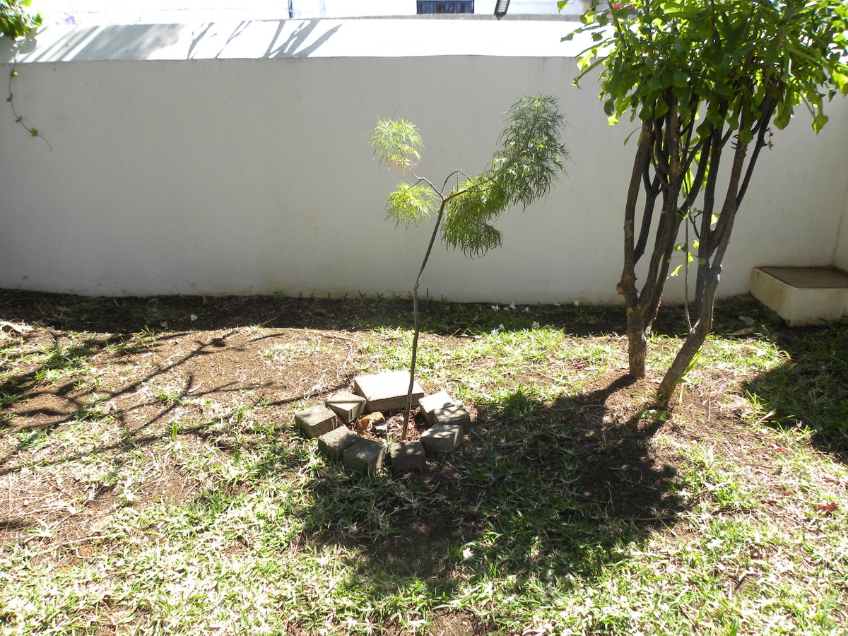 CRCLRM's tweet image. À l’occasion de la Semaine européenne du développement durable, la chambre régionale des comptes de La Réunion met à l’honneur les richesses naturelles qui cohabitent dans le jardin du château Lauratet.