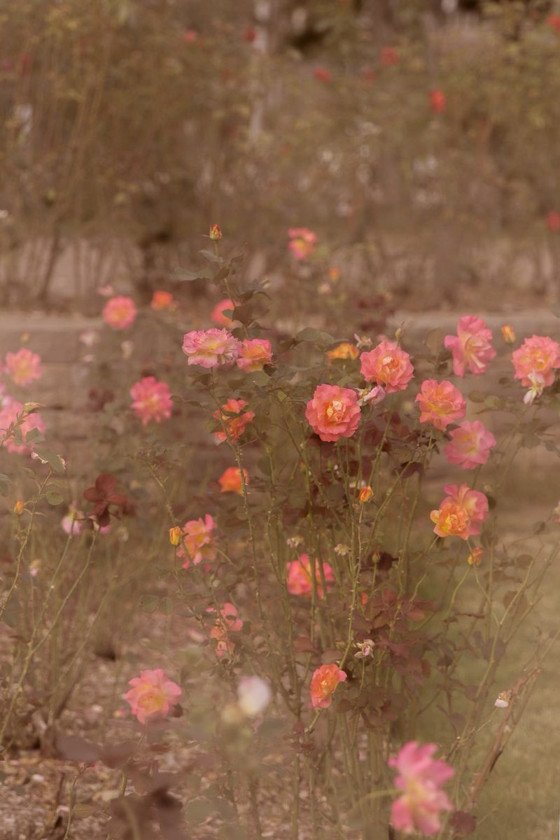 セーレン・キルケゴールのデイドリーム