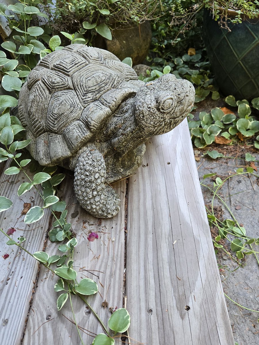 RubyRocket72's tweet image. Good Morning