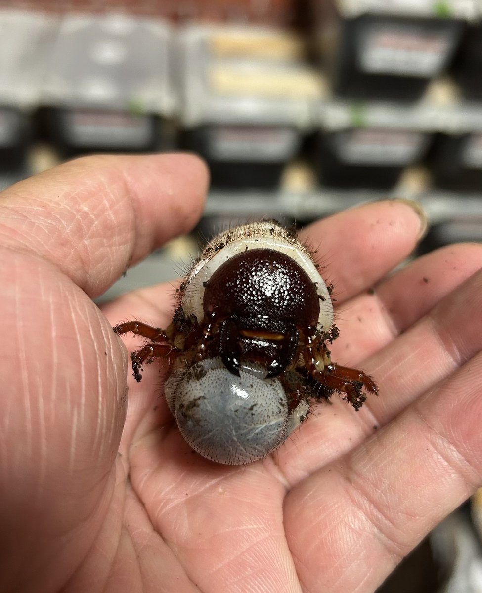 ys.makaha 28 (@Sphera2024) / Posts / X