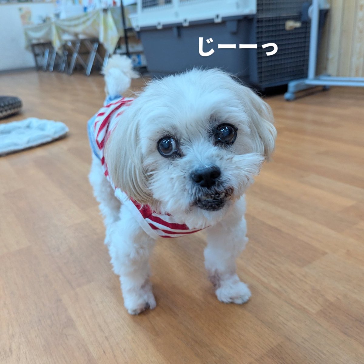 ゴンちゃんさま　ご相談用 ゴンちゃん