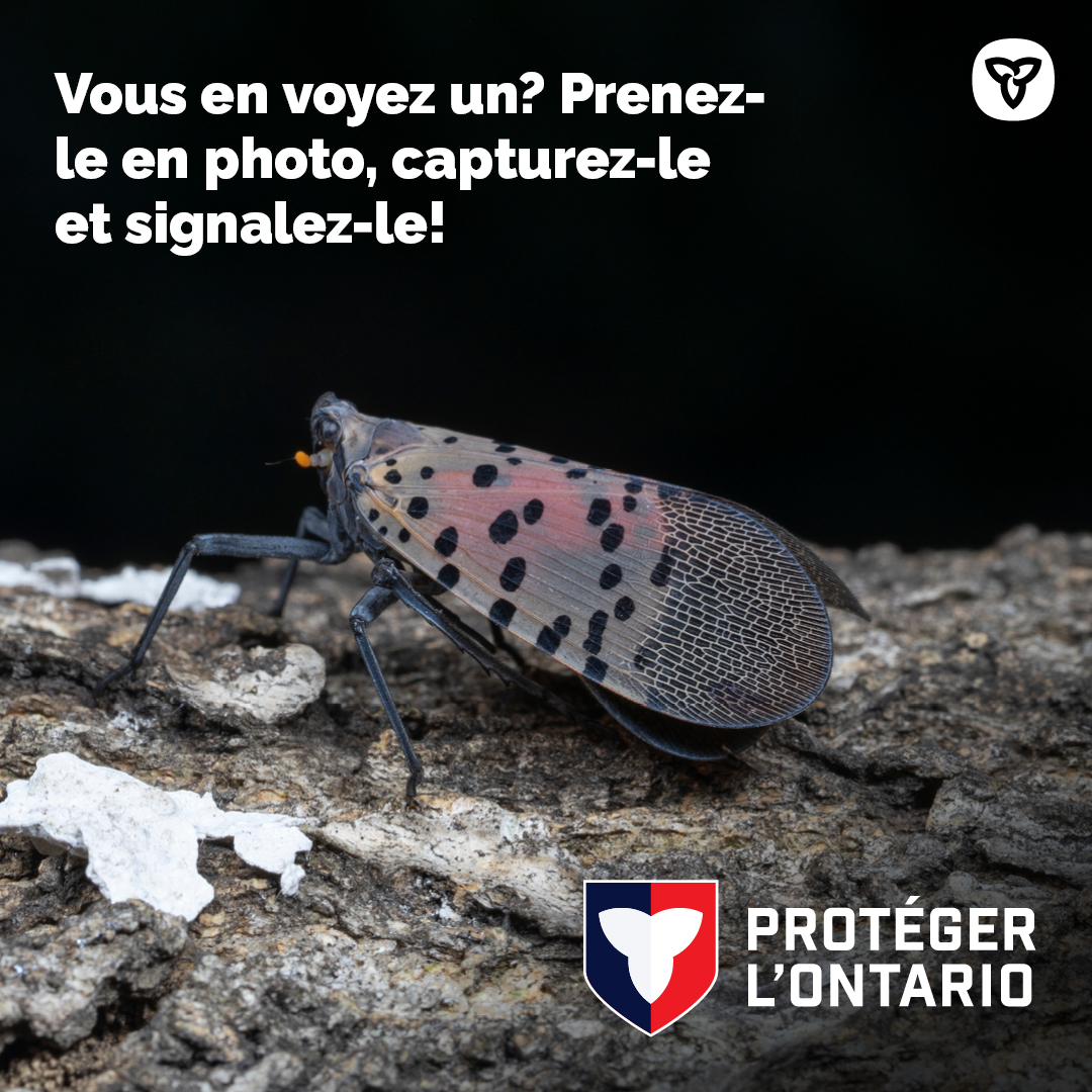 Le #fulgoretacheté est un insecte envahissant pouvant nuire à l’agriculture et à la foresterie. Si vous en voyez ou croyez en voir un en Ontario, prenez des photos, capturez-le et signalez-le immédiatement à l’Agence canadienne d’inspection des aliments.

inspection.canada.ca/fr/protection-…