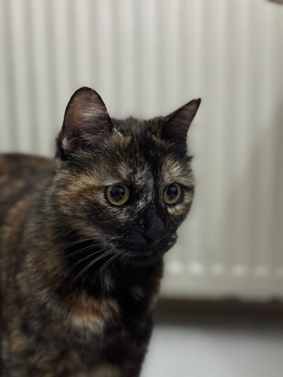 She was tiny, gentle, and full of trust.

Her name was Cevze and a monster named Burak Alan kicked her to death.

Just now he was sentenced to 3 years and 8 months in prison, no reduction applied.

It will never bring her back… but for once, cruelty met consequence. 💔🐾Today is