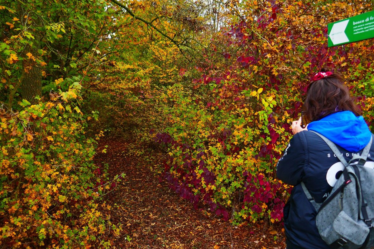 BolognaWelcome's tweet photo. 🍁#eXtraBO vi porta a fare trekking tra i colori dell'#autunno con il #foliage tour -> https://t.co/LW1w5oO17v @turismoER https://t.co/MPZpnnGPOV