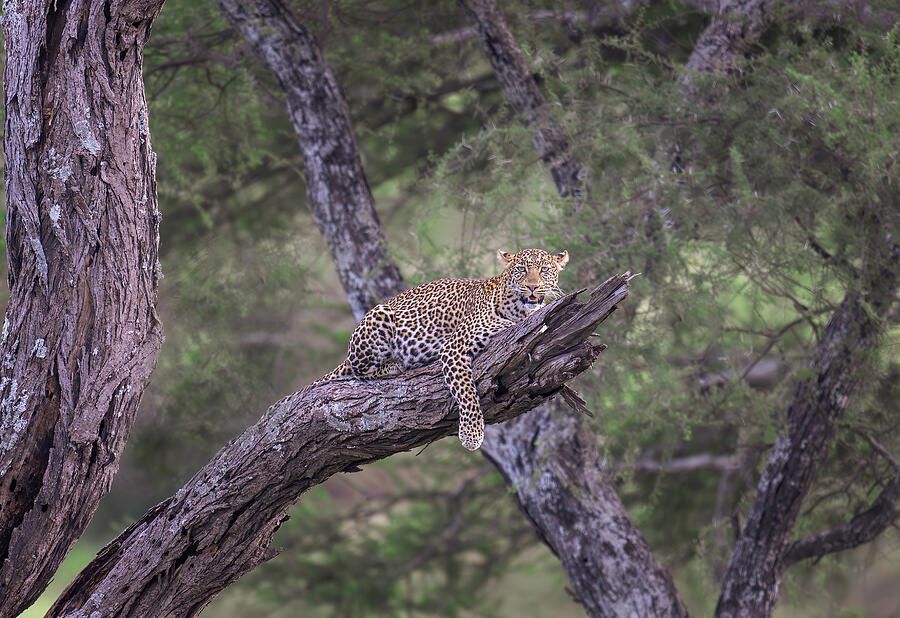 joancarroll's tweet image. Leopard in a Tree Tanzania! buff.ly/3rgsX0V #leopard #bigcat #resting #sleeping #forest #tanzania #africa #wildlife #wildlifephotography #animalphotography #naturephotography #travel #travelphotography #giftideas @joancarroll