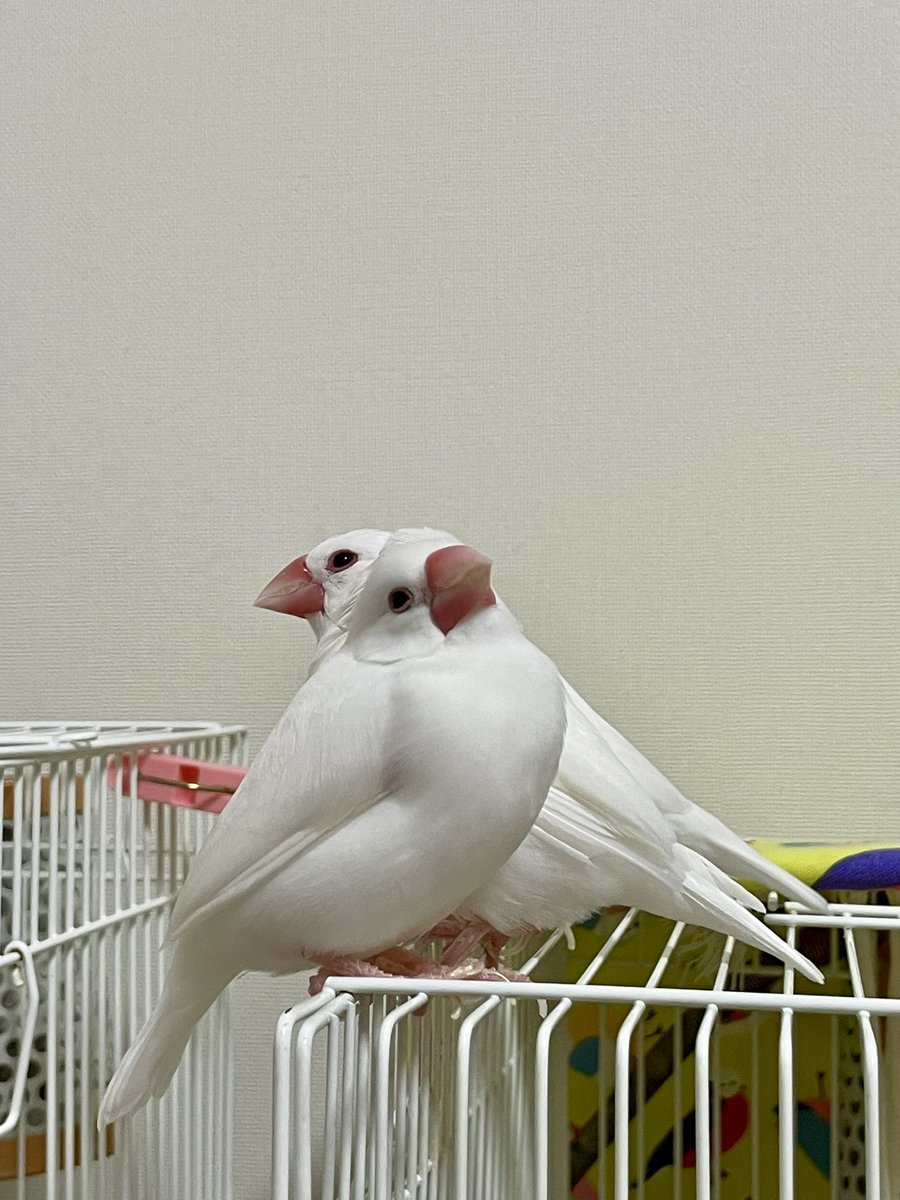 よんちゃ tweet media