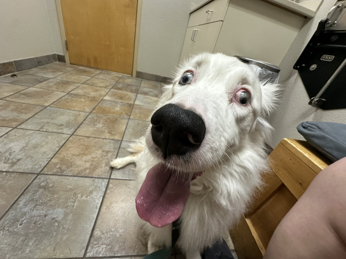 CitrusK9's tweet photo. TIL 

My dog has cancer https://t.co/ollxH3DPXh