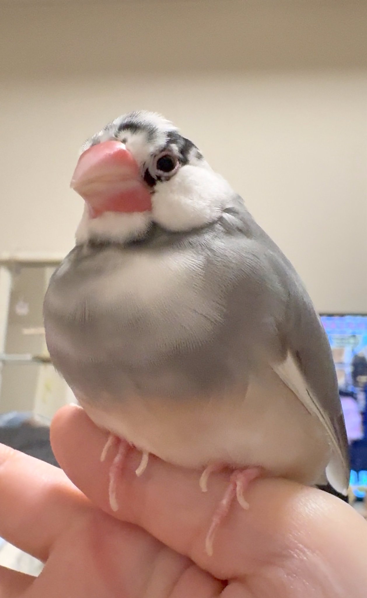 ふくちゃん ふく（幸せ文鳥ライフ） on X: 