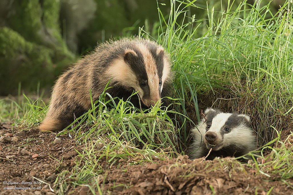 Badger Crime Tactical Delivery Group tweet media