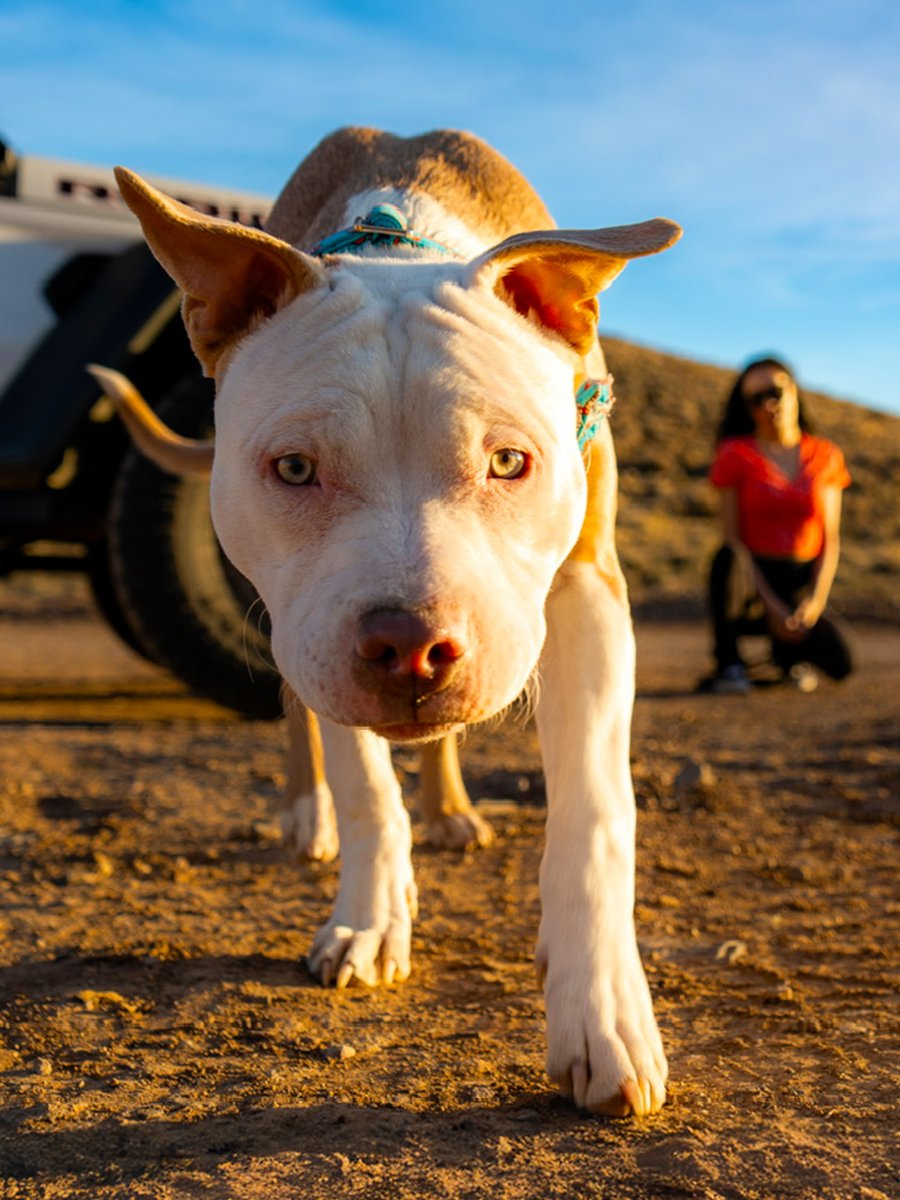 Quand la caméra vous aime vous, votre chien ET votre Jeep® Wrangler 😍​
​
📸 krystalelly