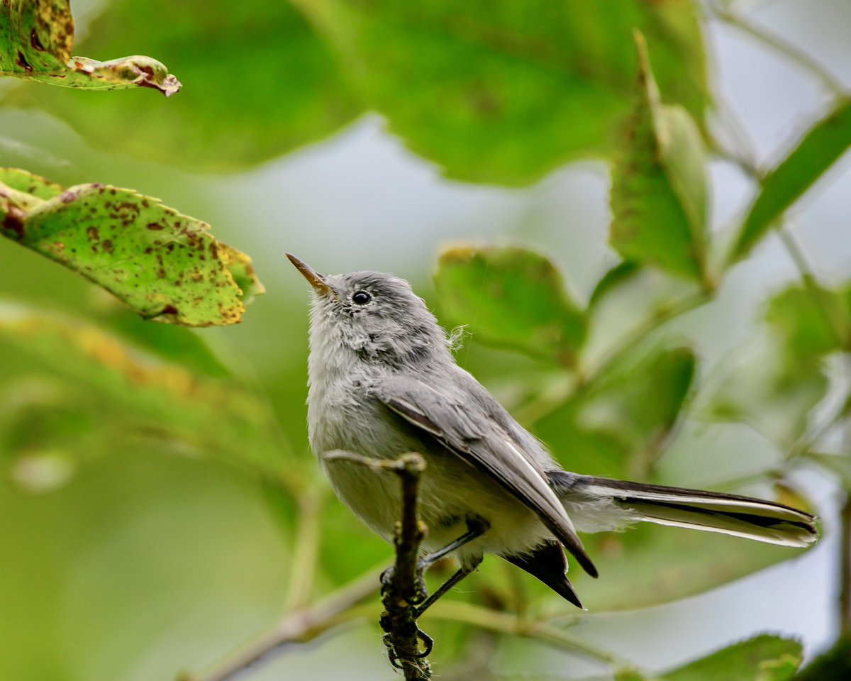 MeredithMComm's tweet image. It’s a Blue-Gray Gnatcatcher taking a rare pause for #MondayMorningBlues. Safe travels, little one! 💙
#Birds #BirdTwitter #TwitterBirds