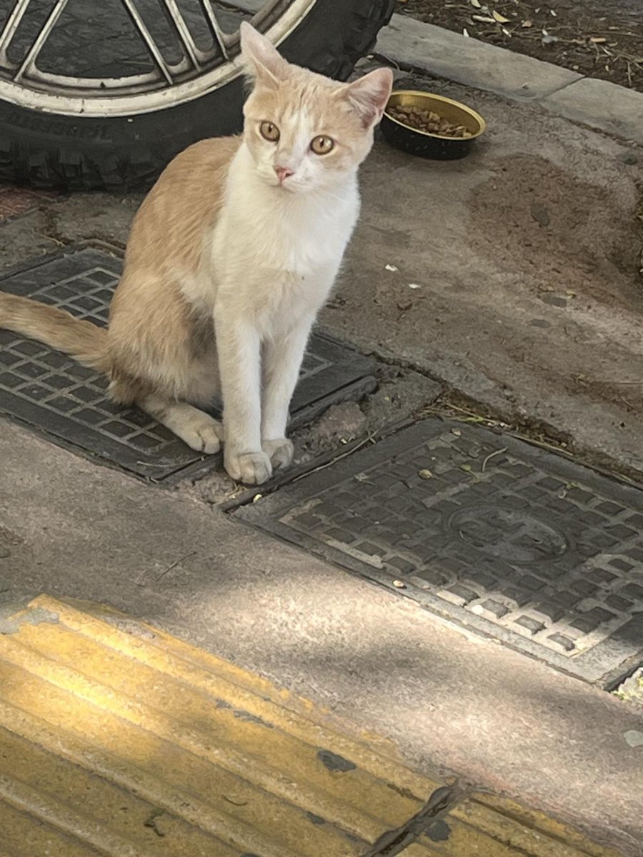 Ο γατούλης βρίσκεται έξω από εταιρεία στο κέντρο της Αθήνας. Τον φροντίζουν αλλά ο δρόμος δεν είναι και ούτε πρέπει να είναι το σπίτι του. Είναι πολύ ήρεμος κ τρυφερός, περίπου 8 μηνών. Ας βοηθήσουμε να βρει οικογένεια. Θα δοθεί στειρωμένος κ εμβολιασμενος.