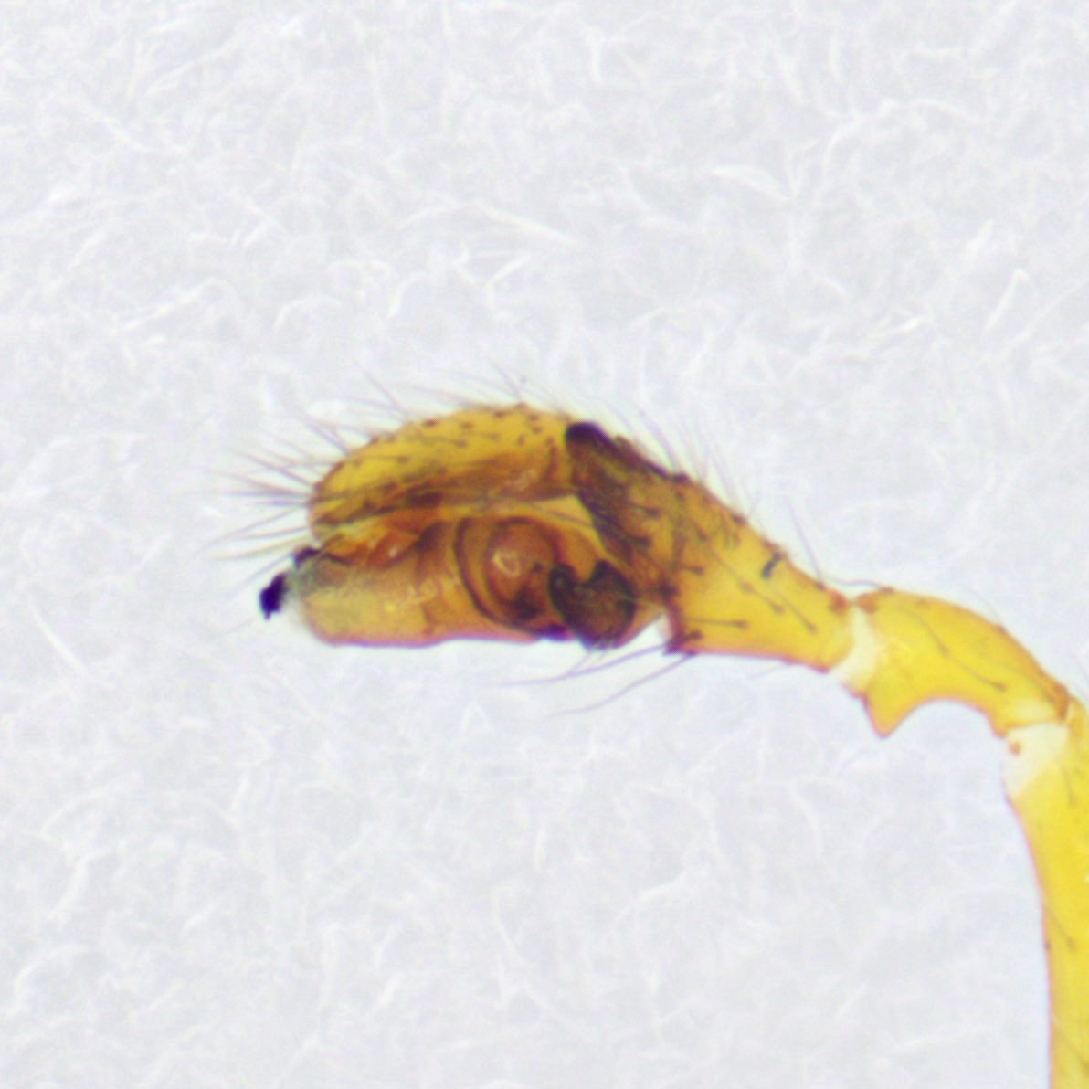 クロナンキングモHylyphantes graminicola
定番の普通種で河川敷の落葉層、林縁の草本上や樹上と幅広い環境で見つかる。

47都道府県から記録されている...