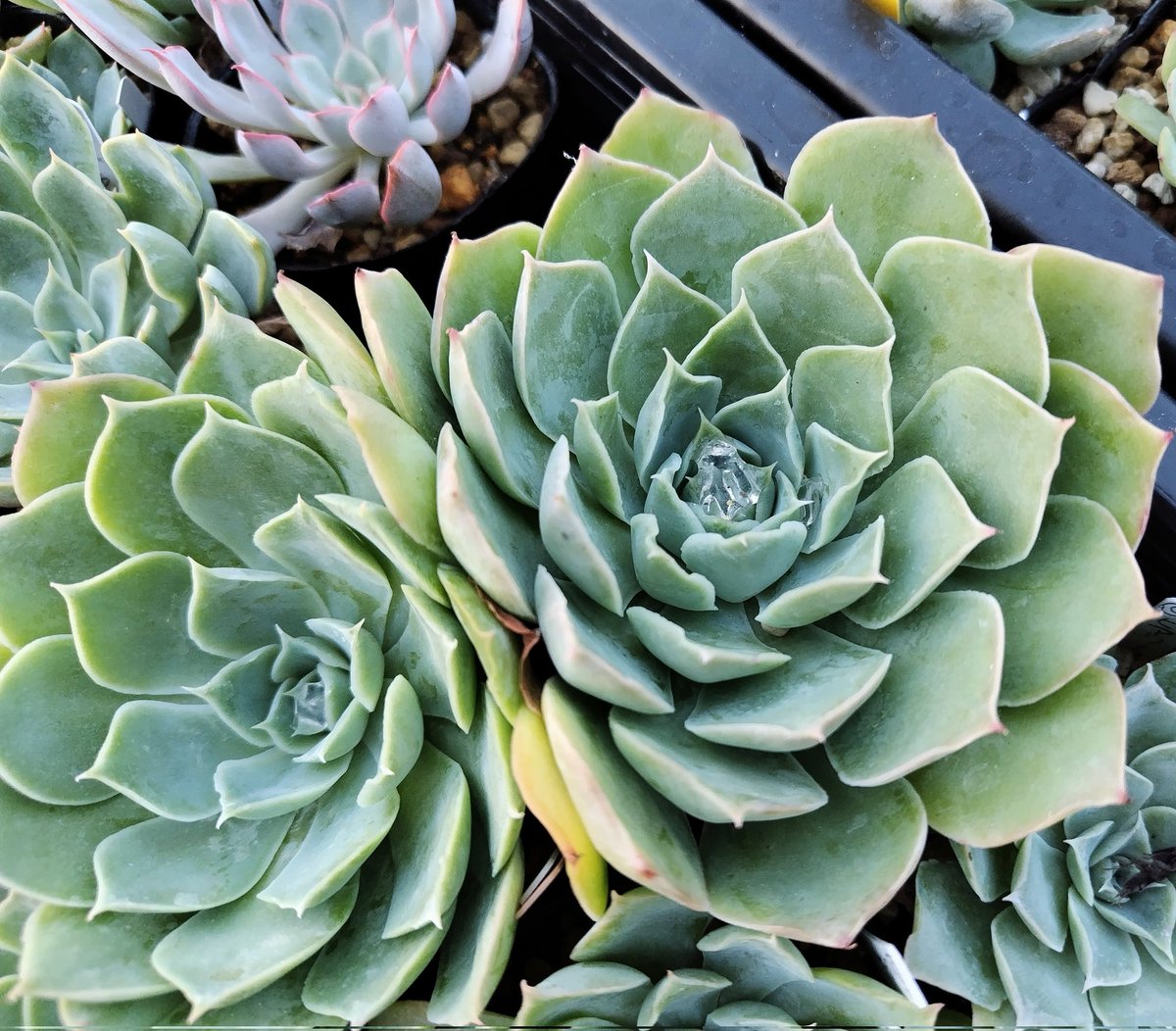 これねスキだなって思って
写真撮った去年（たぶん）の交配

撮ってツイートせずに
数日ほっといたら
なんの交配だったか忘れちゃった(  ᷇࿀ ᷆ )

はやく熱下がんないかな
秋みじかいし手も遅いからハァ