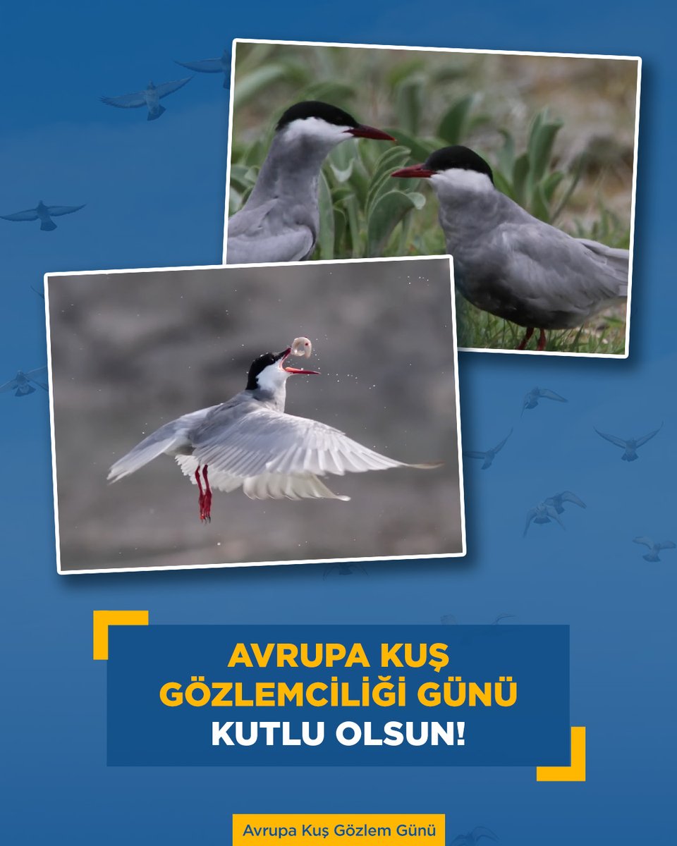 Bugün Dünya Kuş Gözlem Günü. Gökyüzünü paylaşan bu büyüleyici canlıları izlemek, aslında doğaya ve geleceğe kulak vermek demek. 🕊️

✨ Sultan Sazlığı’nın müdavimi sumruların yolculuğuna eşlik etmek için “Kuş Gözlemcisi” tüm bölümleriyle TOD’da. 💙

#beİNİZ #AvrupaKuşGözlemGünü