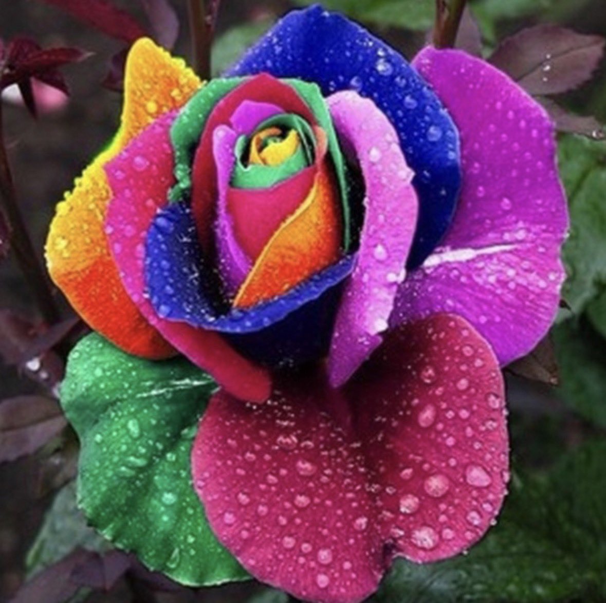 janusz_owsiak's tweet photo. @violet_denier a rainbow rose for you https://t.co/3VoQvrnQox