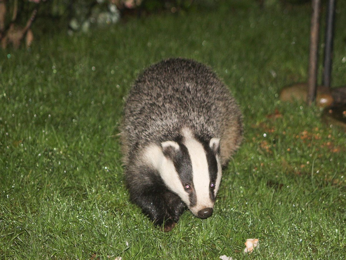 Badger Crime Tactical Delivery Group tweet media