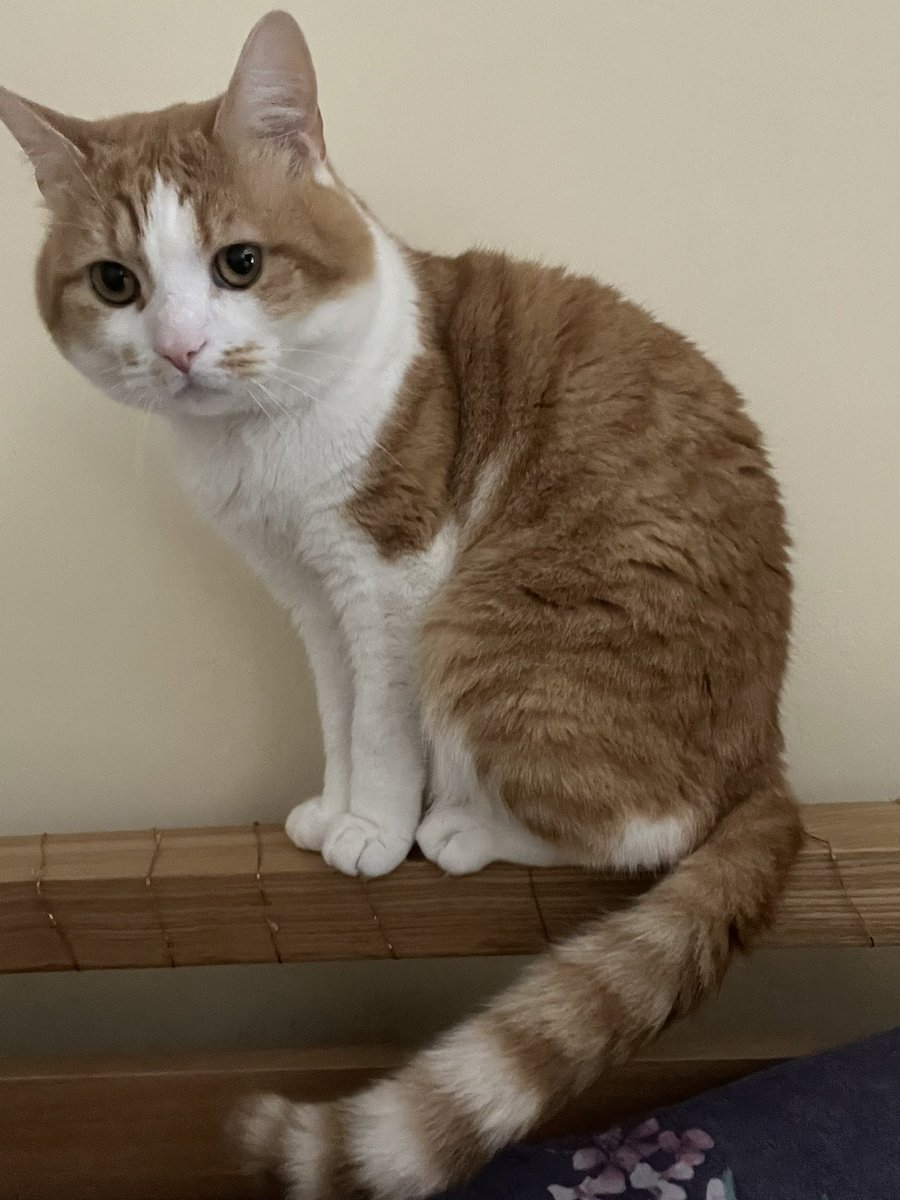 Too nervy for more than quick cuddles but he loves to be near me. Sweet boy ❤️