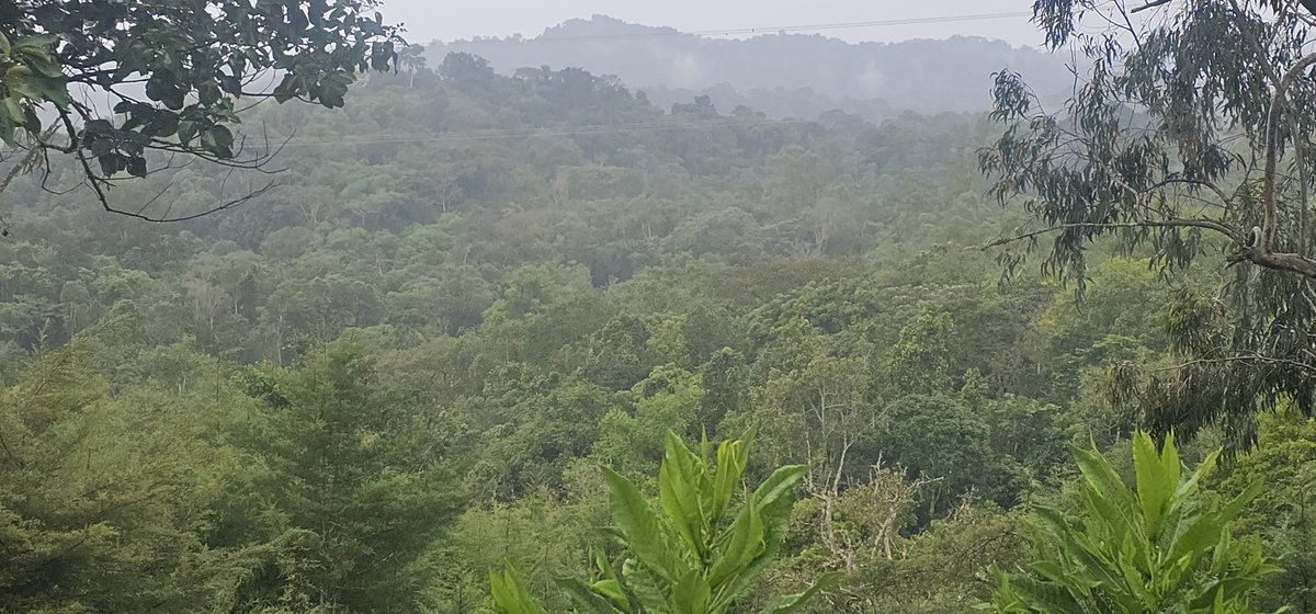At #GGGI, our commitment to sustainable forest management begins with the communities on the ground.
Our recent field engagement in Southwestern Ethiopia for the <a href="/Sida/">Sida</a>-funded CSMFL program was an essential exercise in deepening our relationships and listening.
#GreenGrowth #SDGs