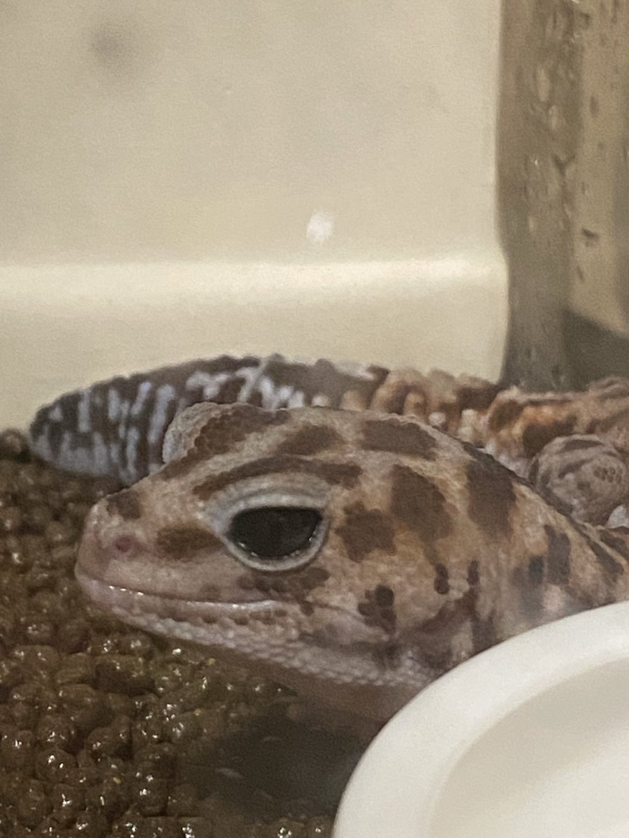 既にデュビア強奪犯

ふにゃふにゃ