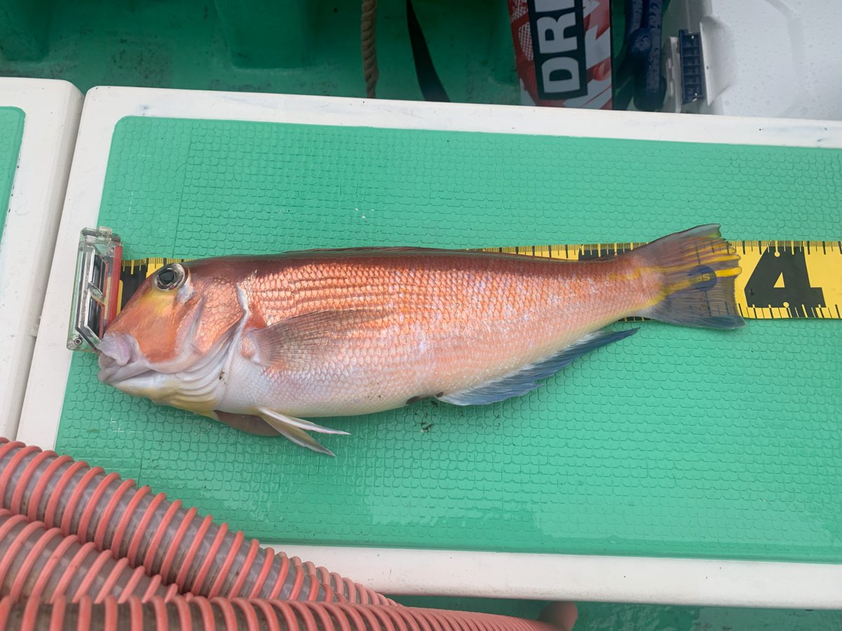 10月4日に行ったアマダイですが途中の4連ちゃんをビデオにしてみましたので、お時間がある方はぜひご覧ください。
#釣り #釣り動画 #アマダイ #坂口丸
youtu.be/6MXbhWZDMKs