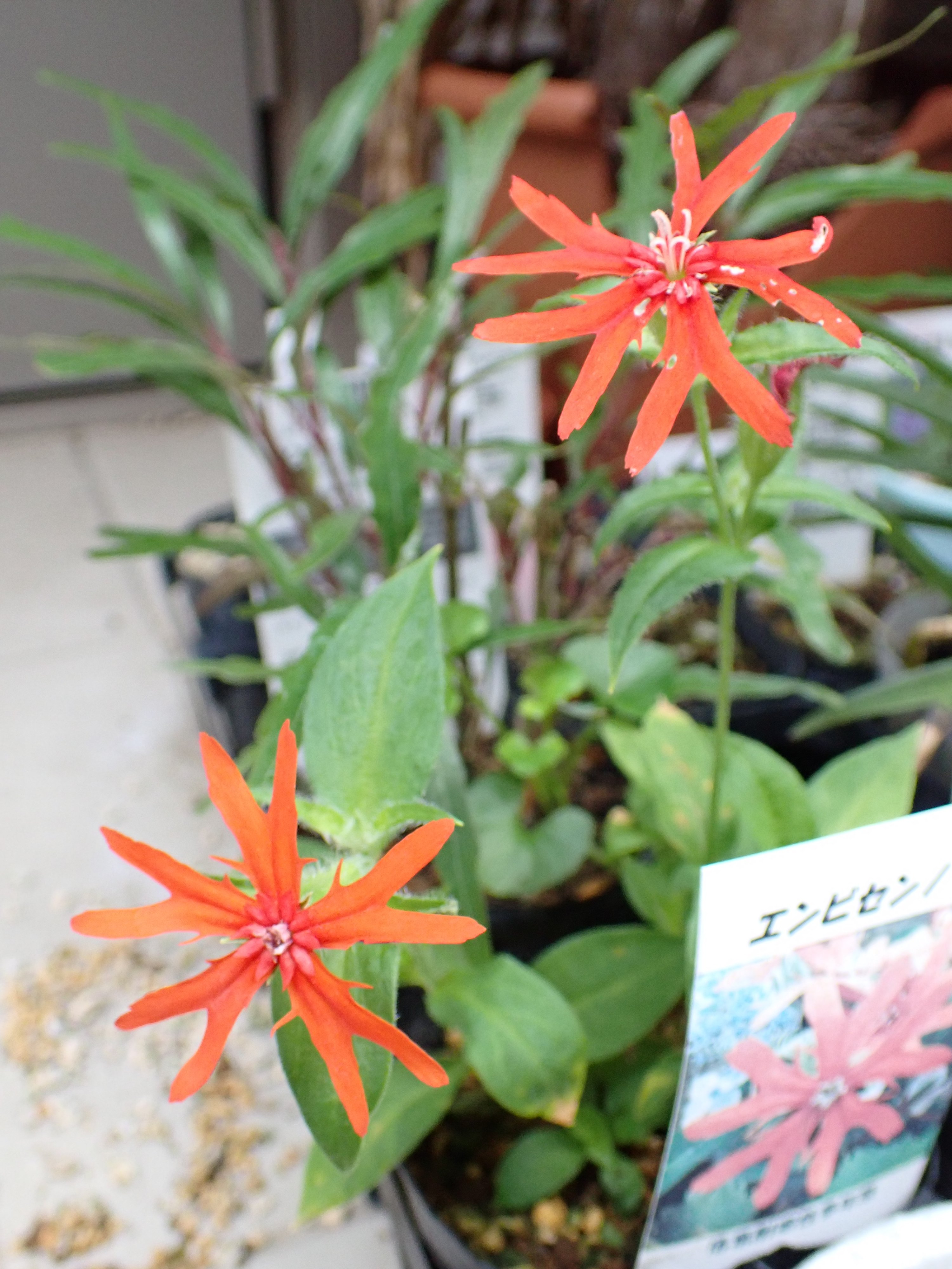 ぴんくあいす (@pinkXice0613) / X