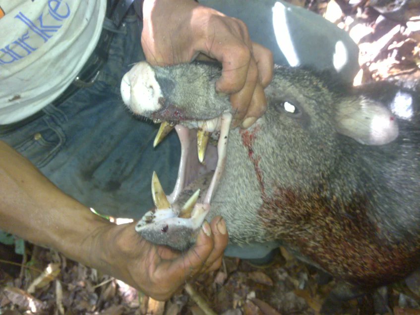 Teeth of a Wild Boar , be careful #Odisha #Barunei #Bhubaneswar