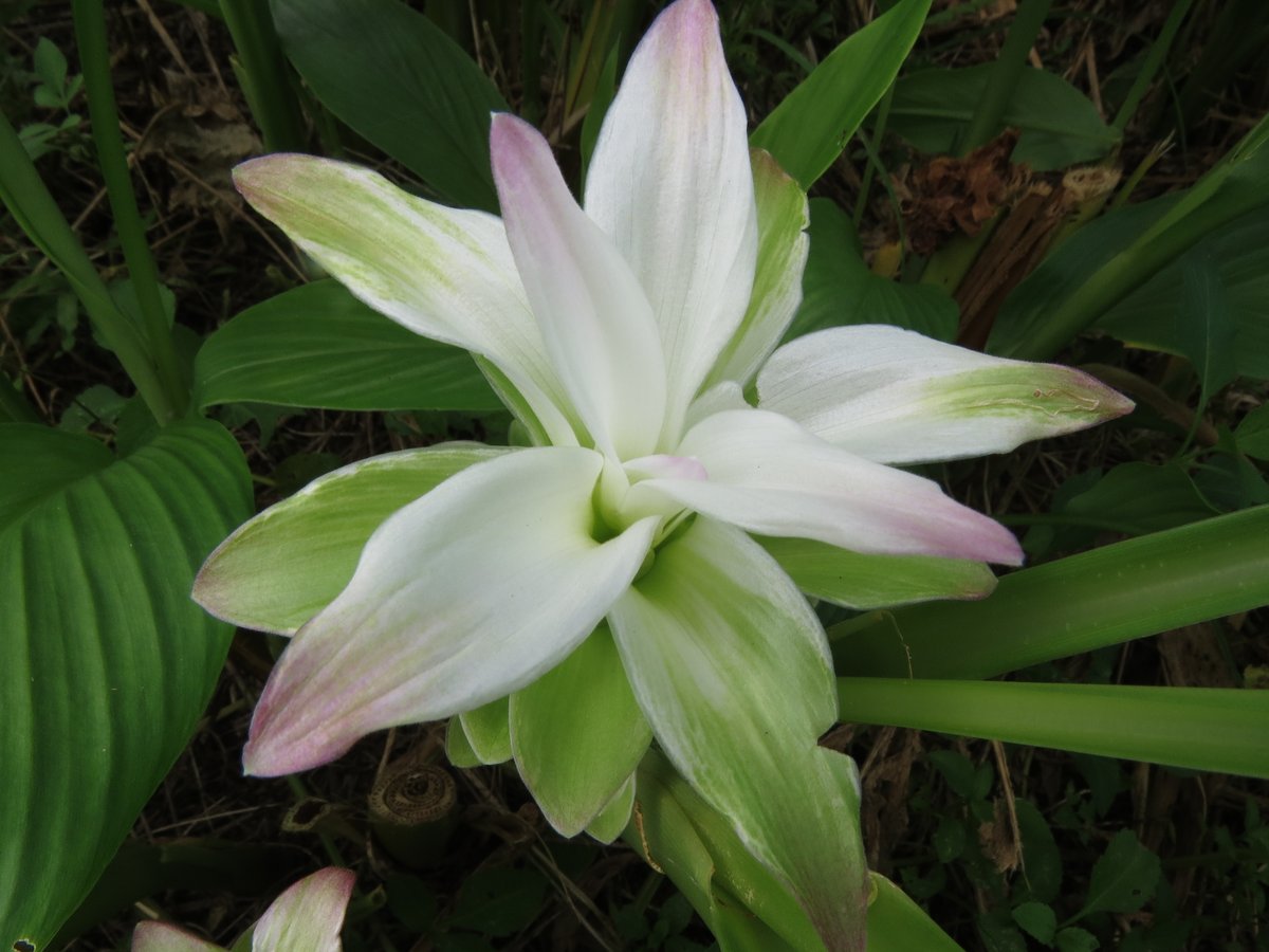 ウコンの花ですのニャ－♪　＃石垣島　＃西表カイネコ