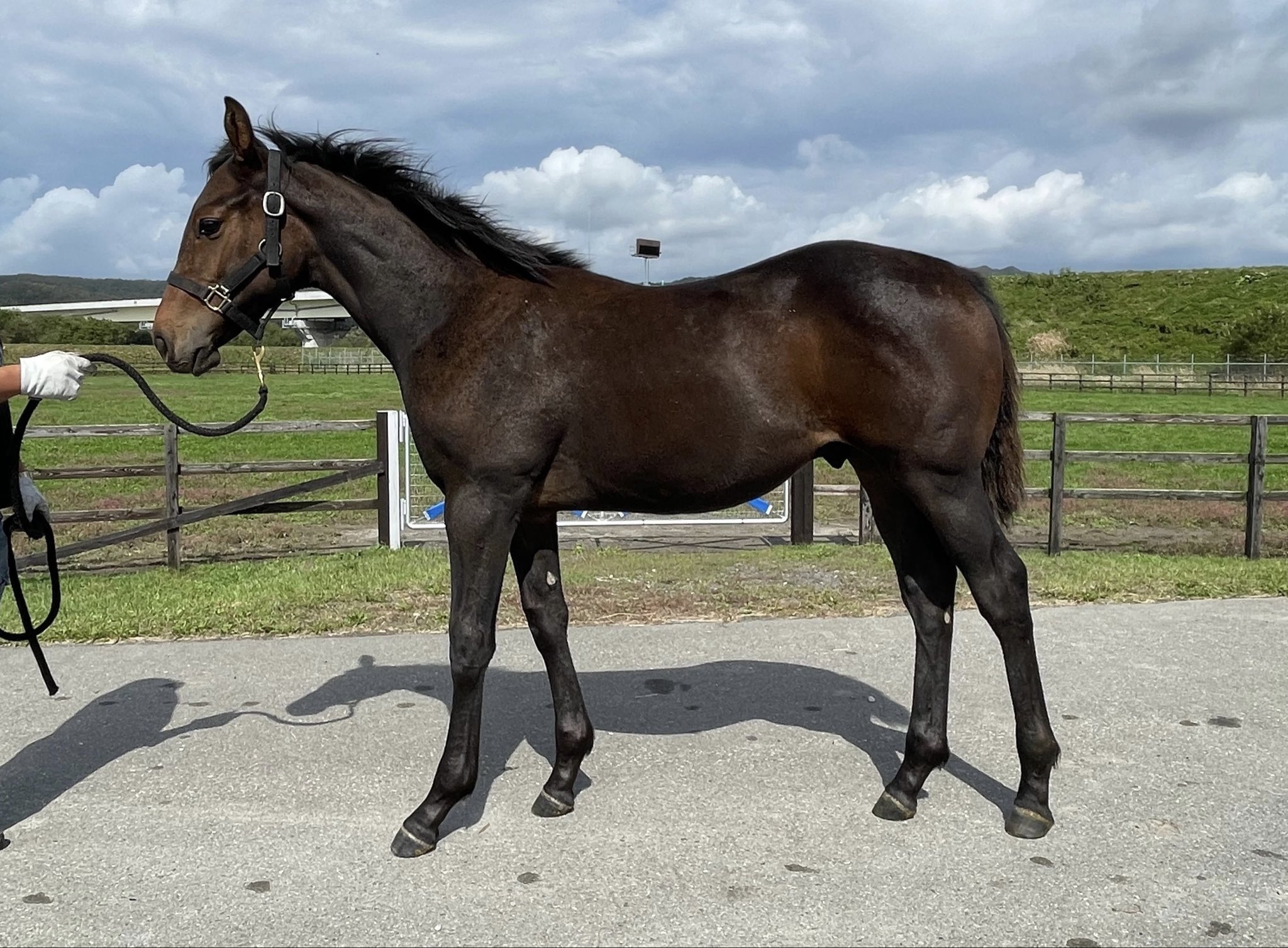 みとうま。　プレデター+マエストリⅢ みとうま。 プレデター+マエストリⅢ みとうま。 プレデター+