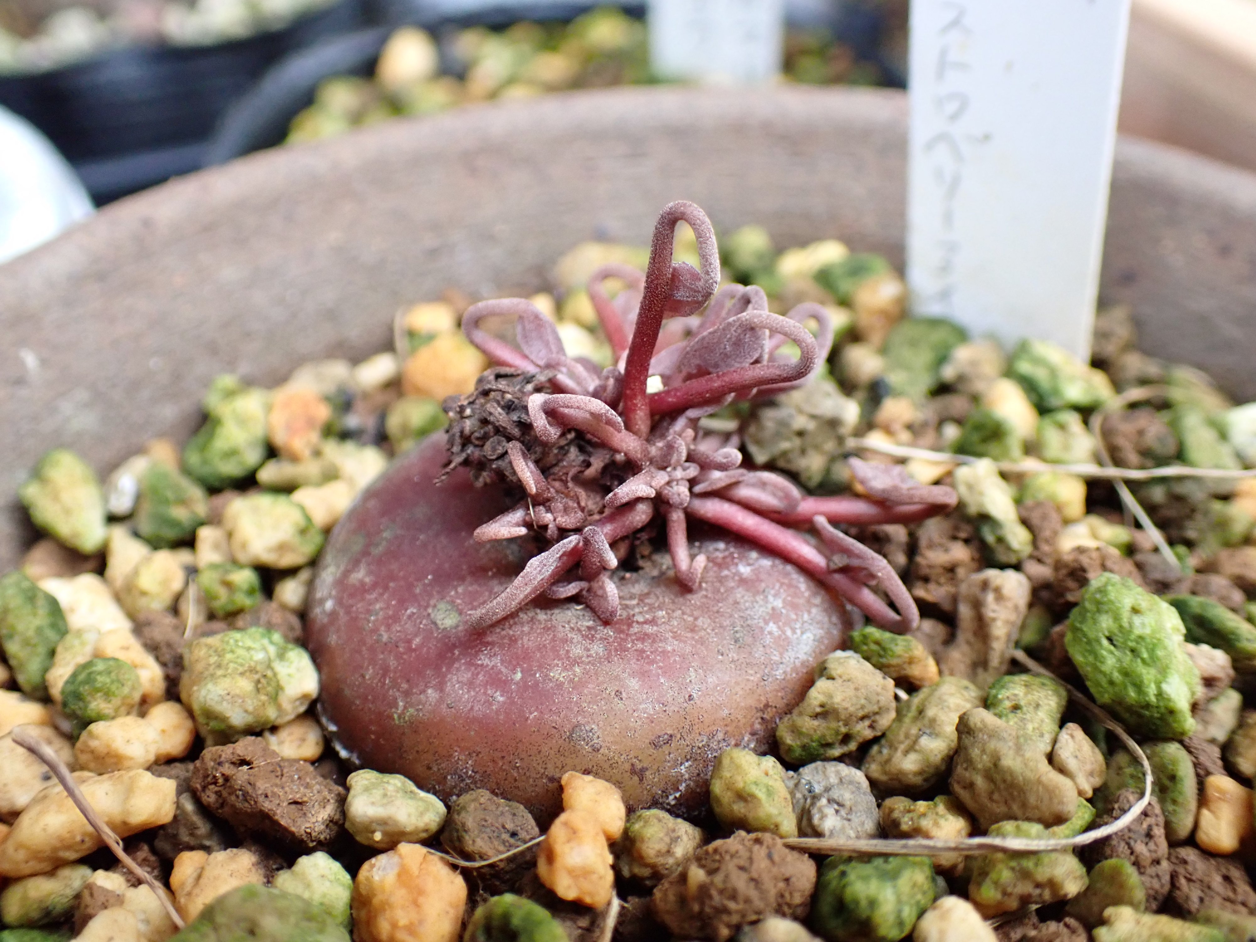 ⭐あいすページ 楽天市場】アイスジェル ICE GEL A BLACK オンオフジェル 3g